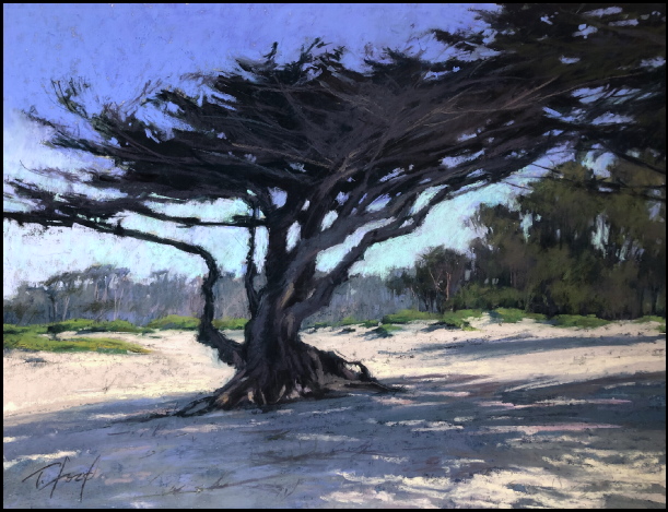 aaCarmelBeachCypress