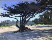 taaCarmelBeachCypress